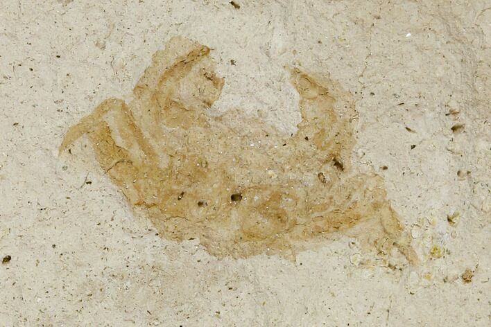 Fossil Pea Crab (Pinnixa) From California - Miocene #128093